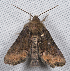Oligia latruncula