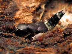 Platydracus violaceus