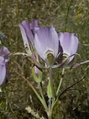 Calochortus nitidus