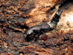 Platydracus violaceus