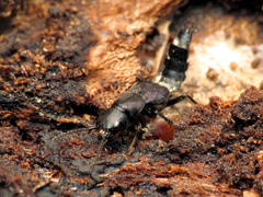 Platydracus violaceus