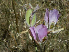 Calochortus nitidus