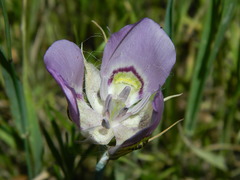 Calochortus nitidus