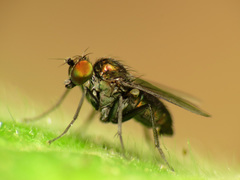 Diaphorinae