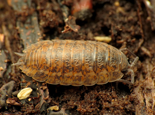 Rathke's Woodlouse photo 3