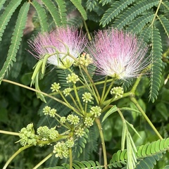 Albizia julibrissin