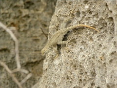 Sceloporus merriami
