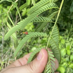 Albizia julibrissin