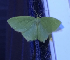 Thalera pistasciaria