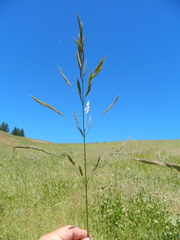 Bromus marginatus