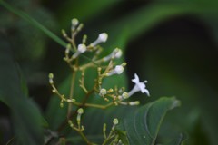 Palicourea galeottiana