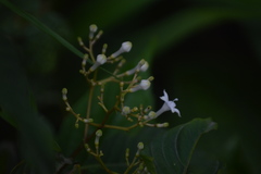 Palicourea galeottiana