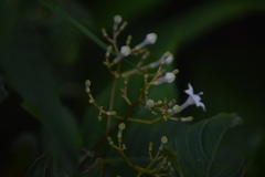 Palicourea galeottiana