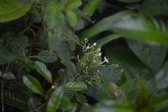 Palicourea galeottiana