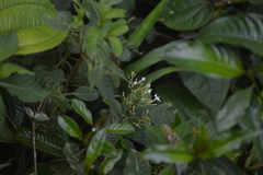 Palicourea galeottiana
