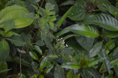Palicourea galeottiana