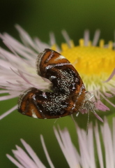 Prochoreutis inflatella