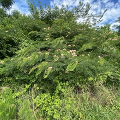 Albizia julibrissin
