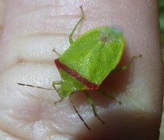 Thyanta pallidovirens