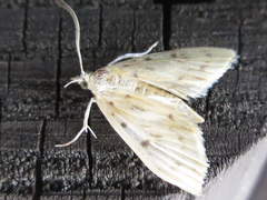 Tabidia strigiferalis