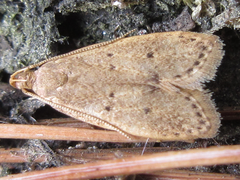 Dichomeris minutia
