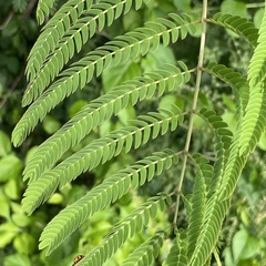 Albizia julibrissin