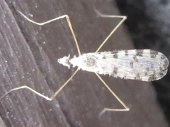 Erioptera asiatica