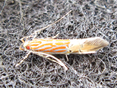 Labdia semicoccinea
