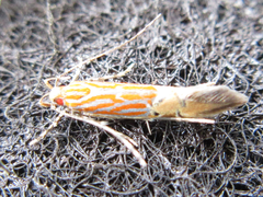 Labdia semicoccinea