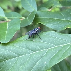 Diptera