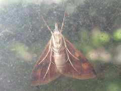 Pyrausta phoenicealis