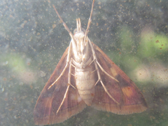 Pyrausta phoenicealis