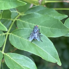Diptera