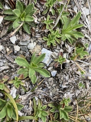 Scabiosa lacerifolia