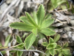 Scabiosa lacerifolia