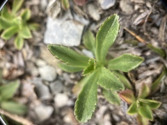 Scabiosa lacerifolia