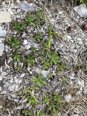 Scabiosa lacerifolia