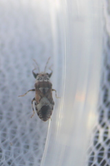 Phlegyas abbreviatus