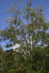 Erythrina variegata