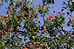 Erythrina variegata