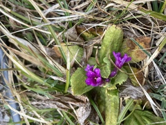 Primula miyabeana