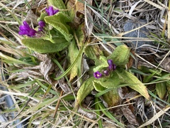 Primula miyabeana