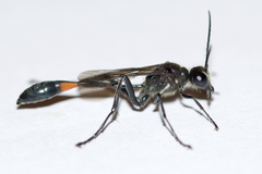 Ammophila urnaria