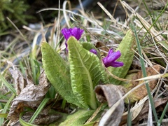 Primula miyabeana