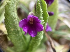 Primula miyabeana
