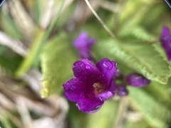 Primula miyabeana
