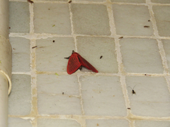 Arctioblepsis rubida