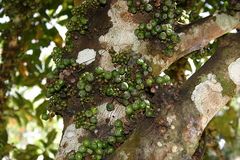 Ficus sur