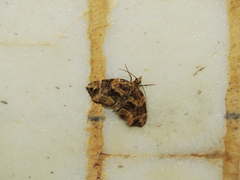 Chaetolopha incurvata