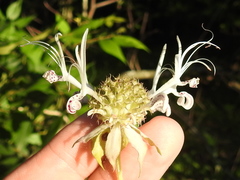 Monarda russeliana